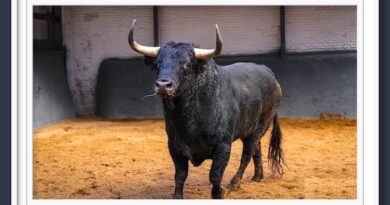 <b>Orden de lidia de los toros de Garcigrande para la 8ª de la Feria de Otoño de Las Ventas (Música, Fotos y Vídeo)</b>