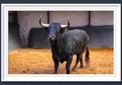 <b>Orden de lidia de los toros de Garcigrande para la 8ª de la Feria de Otoño de Las Ventas (Música, Fotos y Vídeo)</b>
