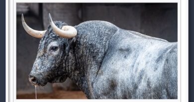 <b>Orden de lidia de los toros de Victorino Martín para la 7ª de la Feria de Otoño de Las Ventas (Música, Fotos y Vídeo)</b>