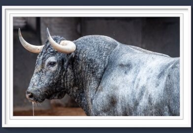 <b>Orden de lidia de los toros de Victorino Martín para la 7ª de la Feria de Otoño de Las Ventas (Música, Fotos y Vídeo)</b>