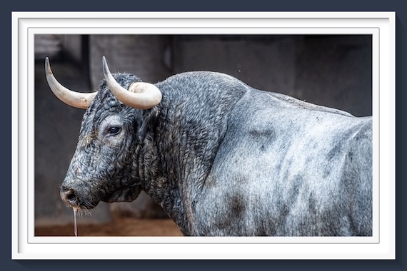 <b>Orden de lidia de los toros de Victorino Martín para la 7ª de la Feria de Otoño de Las Ventas (Música, Fotos y Vídeo)</b>