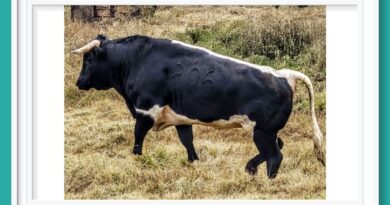 <b>Estos son los astados de Torreón de Cañas aprobados para Apizaco</b>