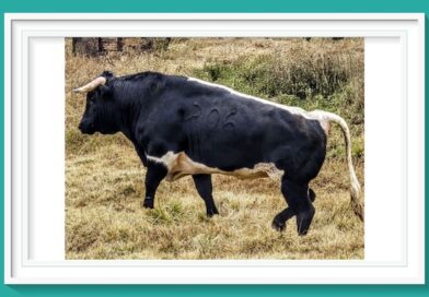 <b>Estos son los astados de Torreón de Cañas aprobados para Apizaco</b>