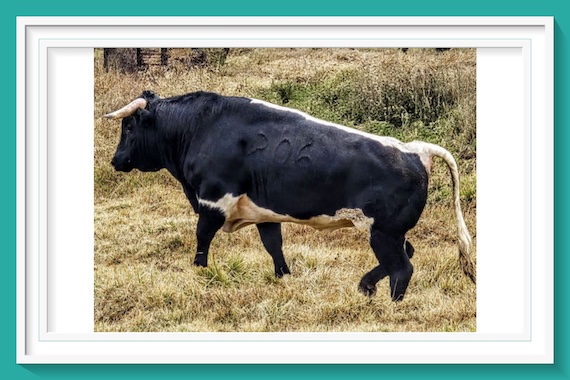 <b>Estos son los astados de Torreón de Cañas aprobados para Apizaco</b>