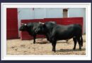 <b>Orden de lidia de los toros de Campo Real y Villa Carmela para la 2ª de Guadalajara 2026</b>