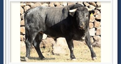 <b>El análisis de Sergio Mañón… ¿Qué pasa en el campo bravo mexicano?</b>