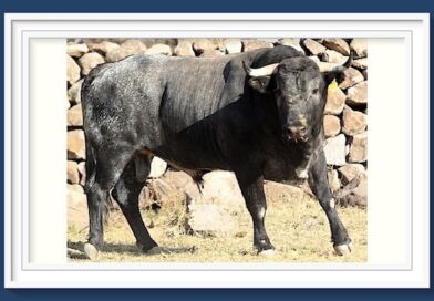 <b>El análisis de Sergio Mañón… ¿Qué pasa en el campo bravo mexicano?</b>