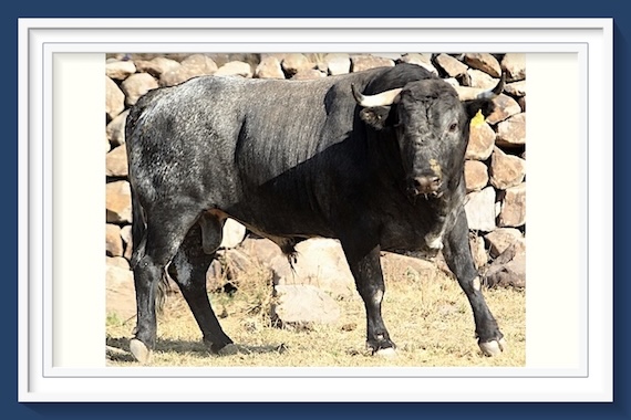 <b>El análisis de Sergio Mañón… ¿Qué pasa en el campo bravo mexicano?</b>